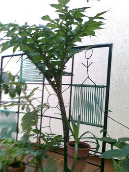 pettyes csodagumó  --  SAUROMATUM VENOSUM