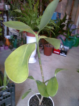 Serlegkocsányu fikusz  --  FICUS CYATHISTIPULA  grandiflora
