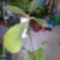 Serlegkocsányu fikusz  --  FICUS CYATHISTIPULA  grandiflora