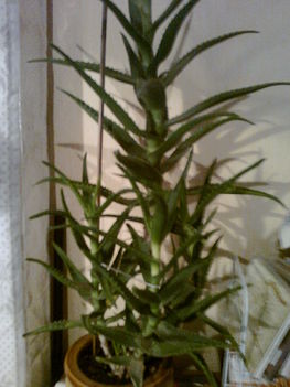 FÁSODÓ ALOE  -- ALOE ARBORESCENS