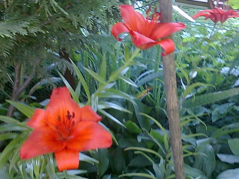 LILIOM