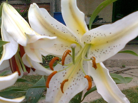 LILIOM,  HAGYMÁS