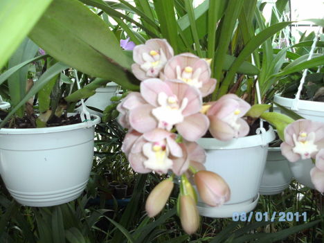 Másolat (2) - Picasa orchidea 2010.02
