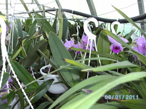 Másolat (2) - Picasa orchidea 2010.02