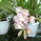 Másolat - Picasa orchidea 2010.02