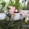 Másolat - Picasa orchidea 2010.02