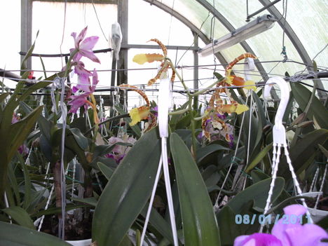 Másolat - Picasa orchidea 2010.02