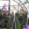 Másolat - Picasa orchidea 2010.02
