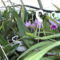 Másolat - Picasa orchidea 2010.02