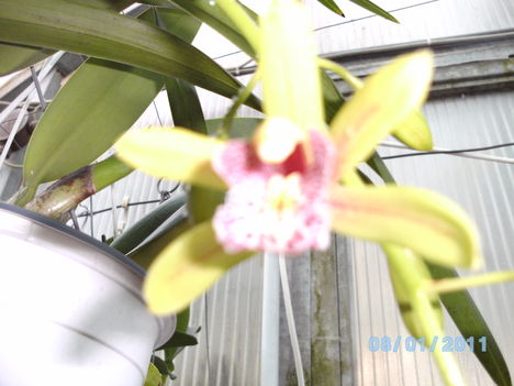 Másolat - Picasa orchidea 2010.02