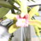 Másolat - Picasa orchidea 2010.02