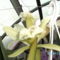 Másolat - Picasa orchidea 2010.02
