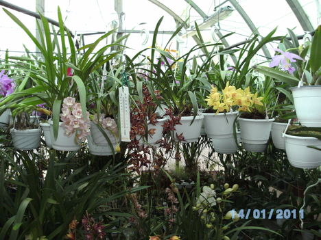 Másolat - Picasa orchidea 2010.02