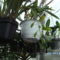 Picasa orchidea 2010.02