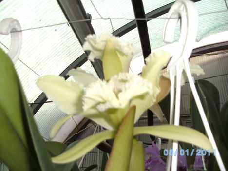 Picasa orchidea 2010.02