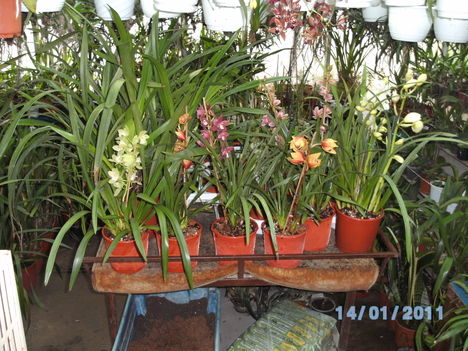 Picasa orchidea 2010.02