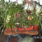 Picasa orchidea 2010.02
