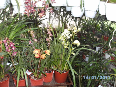 Picasa orchidea 2010.02