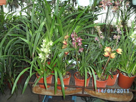 Picasa orchidea 2010.02