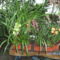 Picasa orchidea 2010.02