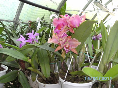Picasa orchidea 2010.02