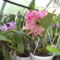 Picasa orchidea 2010.02