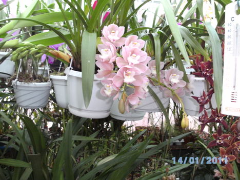 Picasa orchidea 2010.02