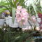 Picasa orchidea 2010.02