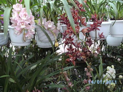 Picasa orchidea 2010.02