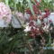 Picasa orchidea 2010.02