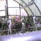 Picasa orchidea 2010.02
