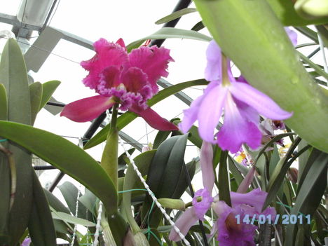 Picasa orchidea 2010.02