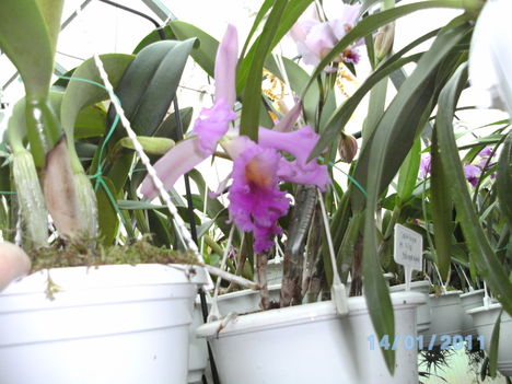 Picasa orchidea 2010.02