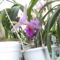 Picasa orchidea 2010.02