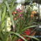 Picasa orchidea 2010.02