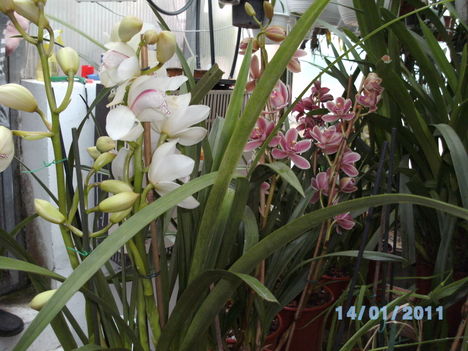 Picasa orchidea 2010.02
