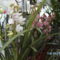 Picasa orchidea 2010.02