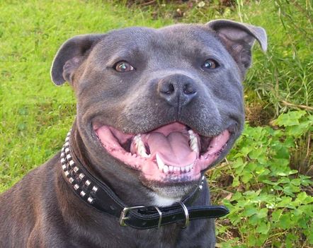 blue_staffordshire_bull_terrier_stud
