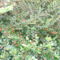 BOKOR