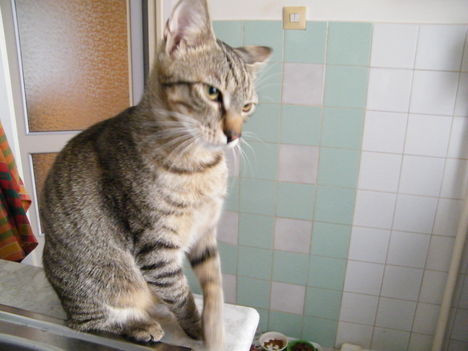 Boncsika