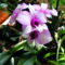 Dendrobium Orchidea