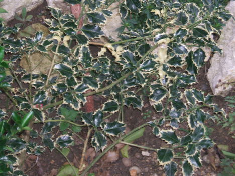 DSCF2492