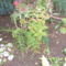 DSCF2505