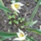 fehér hagymás virág