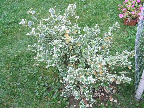 KECSKERÁGÓ