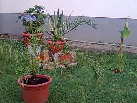 Kép065