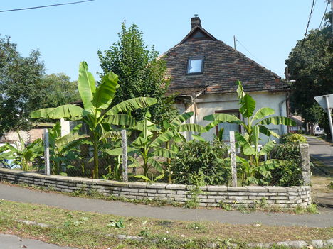 KépKertészkedés 099