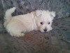 lola