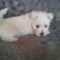 lola