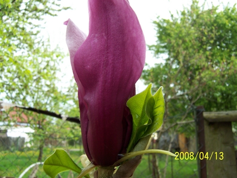 magnólia v.tulipánfa